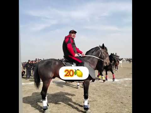 Видео: Ең Әдемі КӨКПАР АТТАРЫ