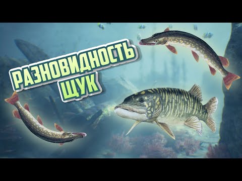 Видео: Разновидности щук, которые существуют в природе. Интересные факты о щуке.