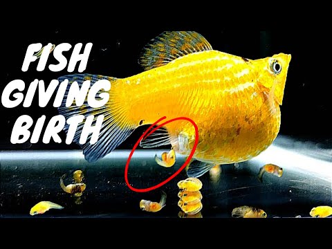 Видео: Воздушный шар Молли #Рождение и Молли Бэби Борьба за Жизнь