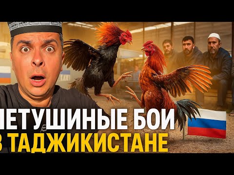 Видео: Где проводят петушиные бои в средней Азии. Самая новая пятизвездочный отель в Душанбе 