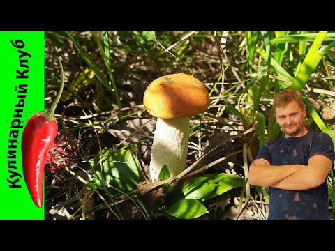 Видео: ★ Подосиновики маринованные и жареные на зиму | Заготовка лесных грибов рецепт.🍄 | Кулинарный Клуб.
