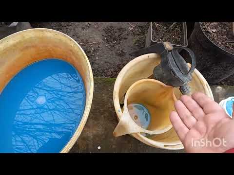 Видео: Весеняя обработка голубики медью. Крайние сроки