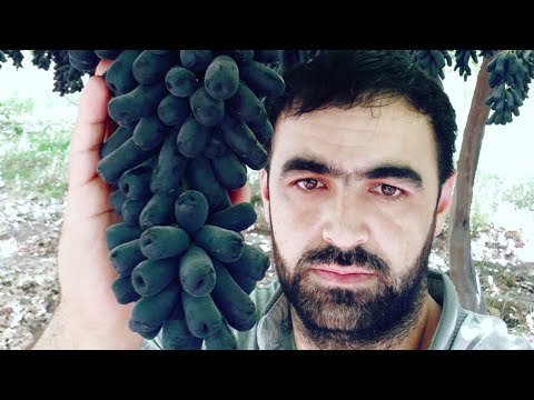 Видео: Кишмиш Аватар  бори аввал дар Тоҷикистон