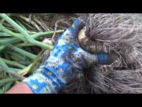 Видео: Яровой чеснок.