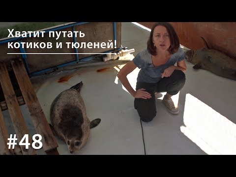 Видео: Хватит путать котиков и тюленей! // Всё как у зверей #48