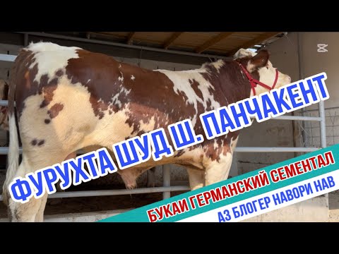 Видео: ⛔️ФУРУХТА ЩУД ш.ПАНЧАКЕНТ 