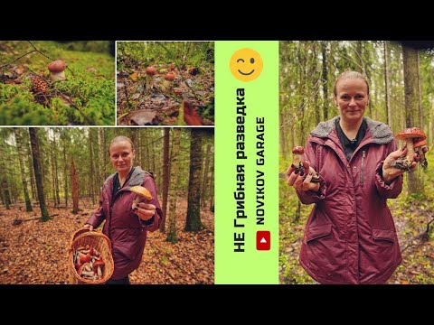 Видео: Грибная разведка 28 сентября2024. Всеволожский район.
