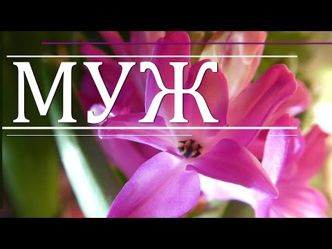 Видео: Муж. (Стихи для тебя, мой родной...)