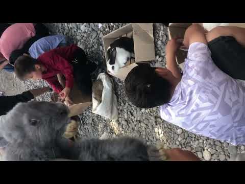 Видео: Базар Коргон “Тоок базар”1.05.2022