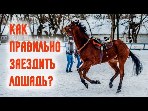 Видео: Как заездить лошадь Правильная заездка лошади Московский ипподром тренер Полушкина Ольга коневодство