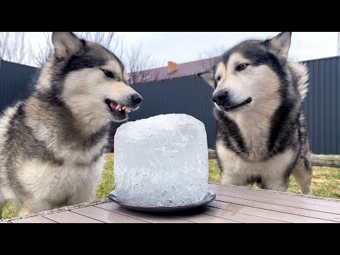 Видео: СОБАКИ ДЕРУТСЯ за Торт из Льда