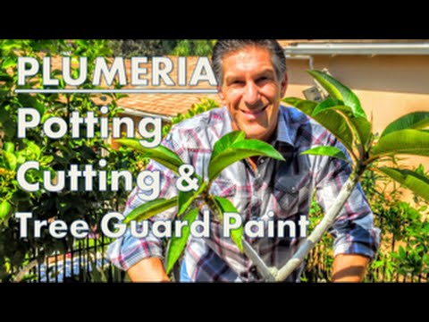 Видео: СОВЕТЫ ПО УХОДУ ЗА ПЛЮМЕРИЕЙ: ПОСАДКА, ОБРЕЗКА И ПОКРЫТИЕ ОРГАНИЧЕСКОЙ МАТЕРИАЛОЙ IV ДЛЯ ЗАЩИТЫ Д...
