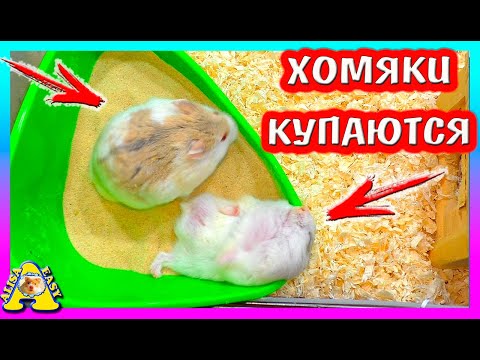 Видео: Хомяки купаются / Как назвали хомячат? / Уборка у хомяков кемпбелла / Alisa Easy Pets