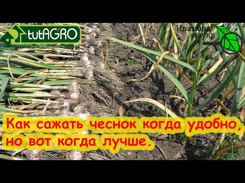 Видео: НЕ ТОРОПИТЕСЬ С ПОСАДКОЙ ЧЕСНОКА! Лучшие сроки для посадки чеснока: определить очень просто!