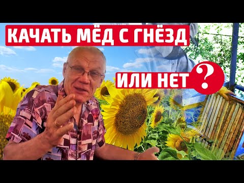 Видео: Пасека август. Качать мед с гнезд или нет? Осушка рамок За и Против.
