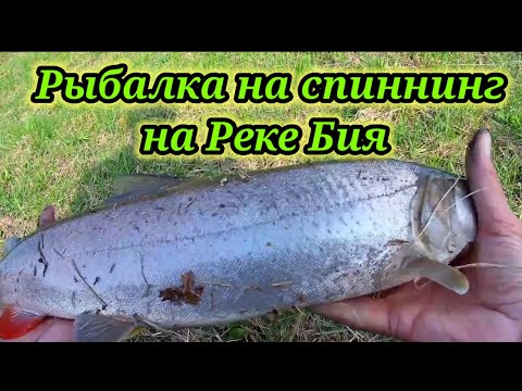 Видео: Первый пойман 👍. Рыбалка на спиннинг на Реке Бия . Ловля тайменя.