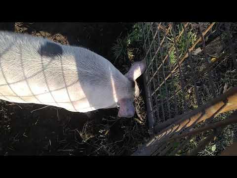 Видео: Тракторне утримання свиней