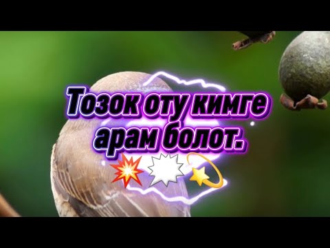 Видео: @тозок оту кимге арам болот