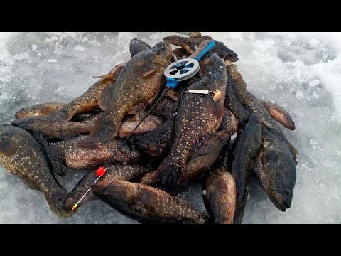 Видео: ЛОВЛЯ РОТАНА ЗИМОЙ.  Я ЕЩЁ ТАК НИКОГДА НЕ ЛОВИЛ!!