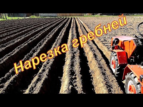 Видео: Мтз 132Н Подготовка под посадку картошки. Нарезаем гребни.