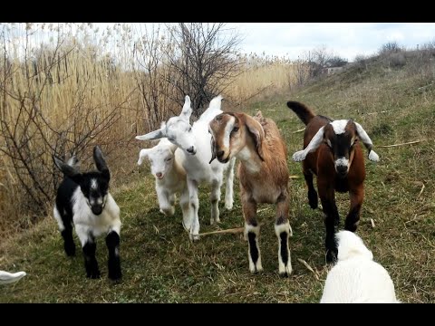 Видео: Козлята. ЗЦМ, продажа, нормы выпойки.