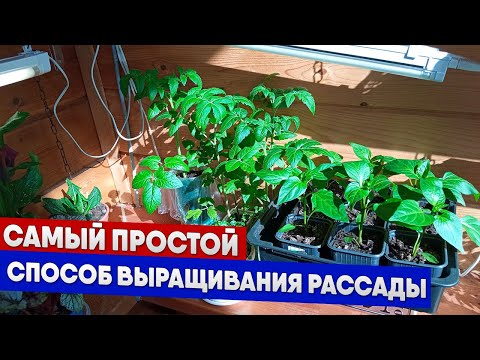 Видео: Самый простой способ выращивания рассады