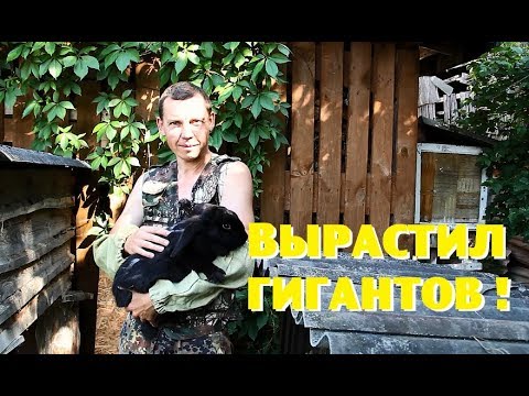 Видео: ПРОМОКЛИ ради ГУСЕЙ!//Вырастил КРОЛИКОВ-ГИГАНТОВ?