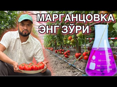 Видео: Марганцовка фойдаси. ￼Помидор етиштириш бўйича ￼Андижонда катта СЕМИНАР.  ￼”Alpha Agro”