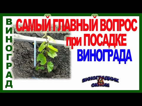 Видео: 🍇 И не думайте сажать виноград, пока не решите этот вопрос. Глубина посадки для средних широт.