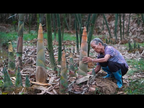 Видео: Супер побеги бамбука, бабушка использует традиционные китайские блюда｜Бабушка из Гуанси