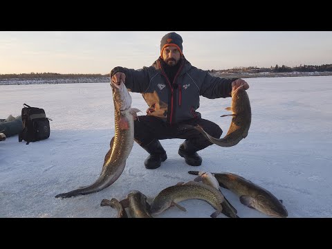 Видео: ПОШЛА ЖАРА! Невероятная рыбалка по налиму.