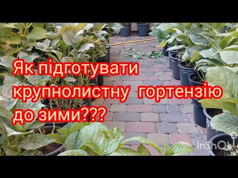 Видео: Як підготувати  крупнолистну  гортензію  до зими  , як зберігати взимку?? #гортенземанка