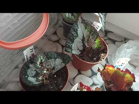 Видео: РАЗМНОЖЕНИЕ БЕГОНИЙ. Что будет, если посадить лист Бегонии? #РазмножениеБегоний