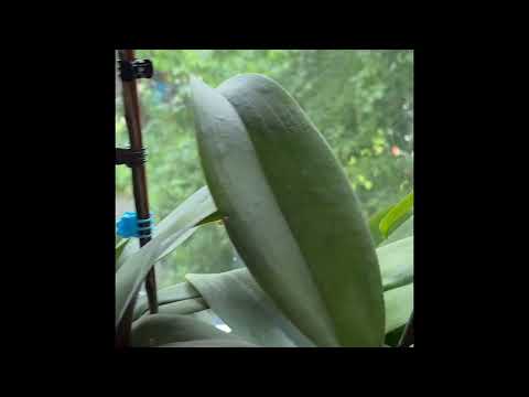 Видео: Sogo Yellowtris и не только #орхидеимоегодома