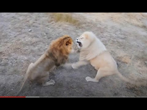 Видео: Два ГРОЗНЫХ ЛЬВА меряются силами! Two FORMIDABLE LIONS face off!