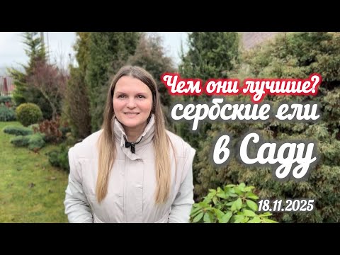 Видео: Особенная голубая хвоя у елей сербских! Обзор 7 сортов ! В ноябре 