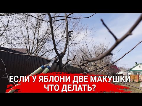 Видео: Если у яблони две макушки – что делать?