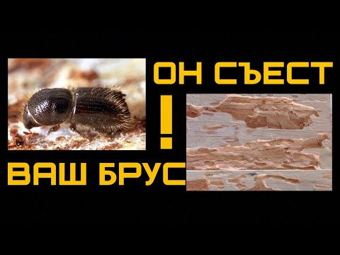 Видео: Кто съест ваш брус? Шашель, короед, дровосек, усач?