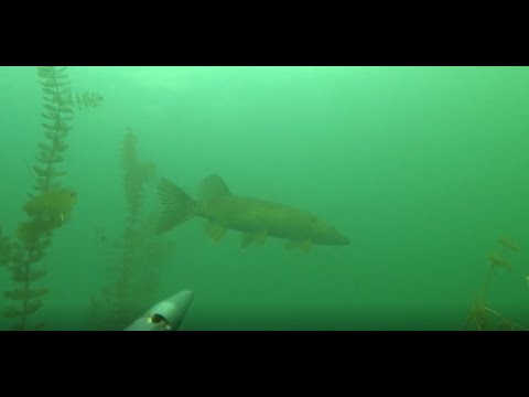 Видео: Подводная охота в Челябинской области. #spearfishing