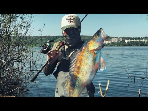 Видео: ЖИРНА ІКРЯНА МАМКА ПРЕ В КУЩІ!!! Судак на джиг з берега! Рибалка на спінінг