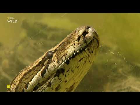 Видео: Африканские речные титаны.National Geographic Wild HD смотреть онлайн.