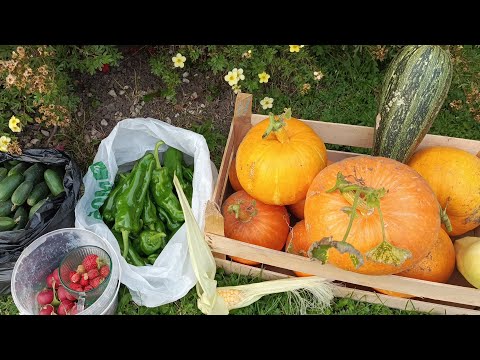 Видео: Встречаем осень и урожай. Гигантский сладкий перец и вкусная кукуруза.Обзор | Будни садовода.