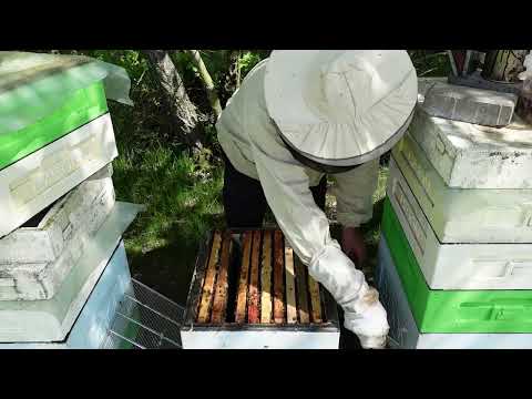 Видео: отводки  на одну рамку, для облета маток