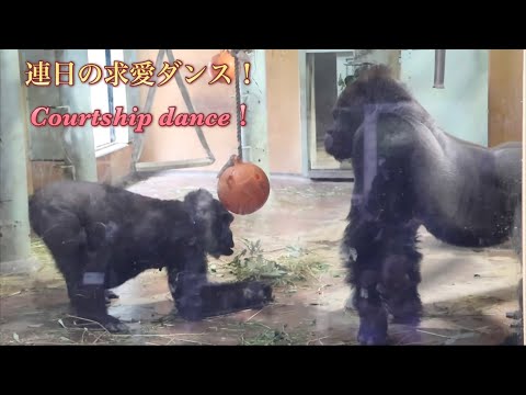 Видео: Горилла⭐️ Второй день с тех пор, как у Генки началась течка. Момотаро тоже постарался на славу!