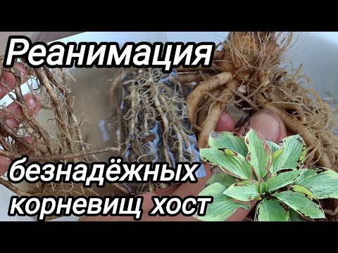 Видео: Реанимирую высохшие корневища хост