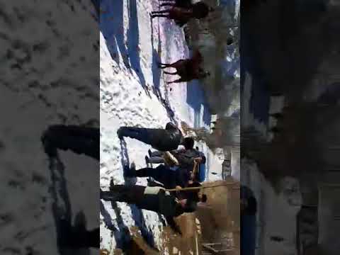 Видео: Аксы  Улак Олон Булак 91 Жылкы