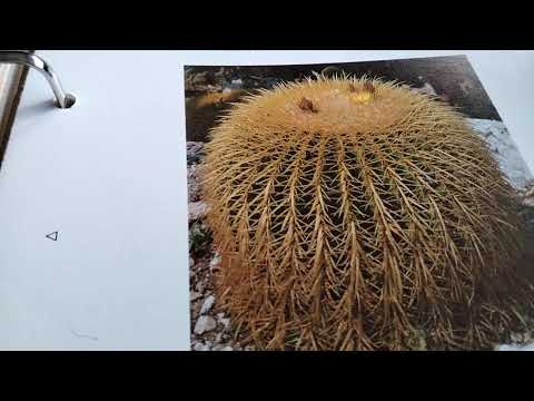 Видео: Виды кактусов от А до Г...Как зовут мой кактус??? Часть 1.
