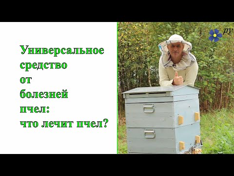 Видео: Универсальное средство от болезней пчел: что лечит пчел