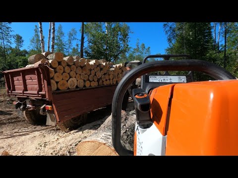 Видео: МТЗ 82 ,прицеп 2ПТС6 и STIHL 361 ВСЕ за ДРОВАМИ.