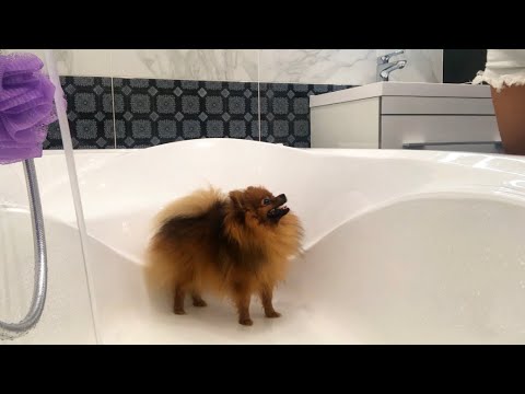 Видео: VLOG: КАК ПРАВИЛЬНО МЫТЬ ПОМЕРАНСКОГО ШПИЦА И ЙОРКШИРСКОГО ТЕРЬЕРА ? Полная схема !❤️УХОД ЗА ШЕРСТЬЮ